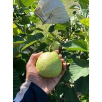 ราคา ฝรั่งไส้แดง,ฝรั่งหงเป่าสือ (57002991946)