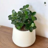 ราคา ไม้มงคล ช้อนเงินช้อนทอง ไซส์ กระถาง 5 นิ้ว ไม้ประดับบ้าน ไม้มงคลยอดนิยม ตกแต่งบ้าน ต้นช้อนเงินช้อนทอง (23245192575)