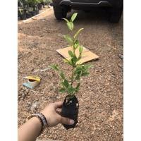 ราคา ต้นไทรเกาหลี ต้นไม้ประดับทำรั้ว รากแข็งแรง พร้อมปลูก (20221400599)