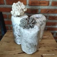 ราคา เชื้อเห็ดนางฟ้าภูฐาน เชื้อเห็ดภูฐาน ก้อนเปิดดอก (9615257704)