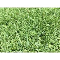 ราคา เมล็ดหญ้าพาสพาลัม Paspalum Grass USA นำเข้าราคาปลีกส่ง หญ้าปูสนาม สนามหญ้า เมล็ดพันธุ์หญ้า (21718954392)