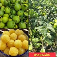 ราคา (1ต้น) ต้น ส้มเช้งหวาน ต้นส้มเช้งหวาน ส้มเช้ง ต้นส้มเช้ง หวาน / พงษ์วริษฐ์ (23968051015)