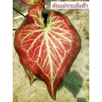 ราคา บอนสีรวยล้นฟ้า รวยล้นฟ้า(ขายต้นลูก) (20755756507)