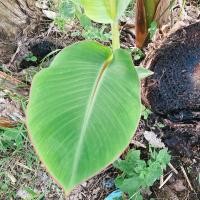 ราคา กล้วยน้ำว้าด่างน้อย กล้วยด่าง (7492261663)