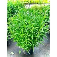 ราคา ต้น ทารากอน Tarragon สมุนไพรฝรั่ง พืชผักสวนครัว ต้นใหญ่ พุ่มสวย ส่งทั้งกระถาง (28907580692)