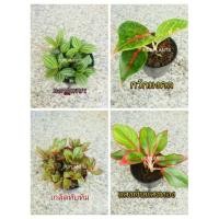 ราคา DDPLANTS ต้นไม้มงคล ต้นไม้จิ๋ว เสริมสิริมงคล (3232409162)