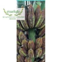 ราคา หน่อกล้วยน้ำว้า​ดำ​ น้ำว้า​ทอง​สัมฤทธิ์​ น้ำว้า​ไฟ​ (20223190998)