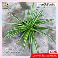 ราคา เศรษฐีเรือนใน ว่านมงคล ต้นไม้มงคล เสริมโชคลาภ (5 แถม 1) (10419474028)