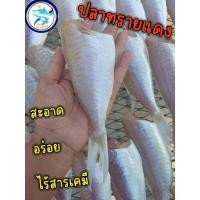 ราคา ปลาทรายแดง ปลาแดงแดดเดียว500กรัม (สูตรเค็มน้อย อร่อยกำลังทาน)สะอาด อร่อย เค็มกำลังทาน (24153425360)