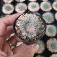 ราคา กระบองเพชร แคคตัส (Cactus) แมมขนแมว (Mammillaria Bocasana) จัดส่งทั้งกระถาง (7141171340)