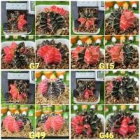 ราคา ยิมโน,ยิมโนด่าง,แอสโตร,Gymno,Astro,กระบองเพชร,แคคตัส,Cactus (8451521505)
