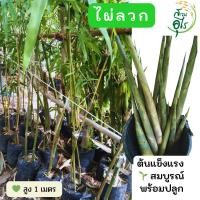 ราคา ไผ่ลวก สูง1เมตร ต้นพันธุ์แข็งแรง พร้อมปลูก ปลูกง่าย โตไว ทนแล้ง ปลูกครั้งเดียว เก็บกิน เก็บขายได้ทั้งปี ไผ่เศรษฐกิจ สมุน (26842977673)