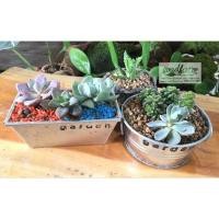 ราคา กุหลาบหินกระป๋องสังกะสี (156907980)