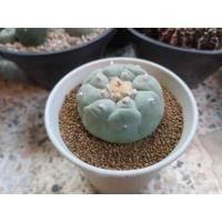 ราคา Lophophora Fricii cactus ไม้เมล็ด (14239295699)