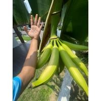 ราคา กล้วยหอมงาช้าง หน่อพันธุ์แท้ (29184872649)