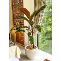 ราคา กล้วยป่าด่าง/ กล้วยลายทหาร/กล้วยลายเสือพราน (4196811046)