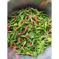 ราคา พริกขี้หนูสวน เก็บสดทุกวัน ️ (22344482997)