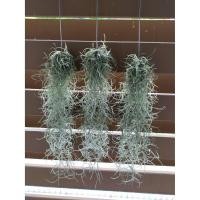 ราคา ไม้มหัศจรรย์ เคราฤาษี กรองฝุ่นpm2.5 Spanish moss (6446266617)