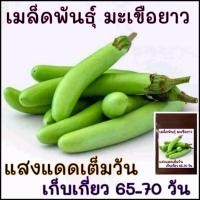 ราคา 100 เมล็ด เมล็ดพันธุ์ มะเขือยาวสีเขียว (25386621432)