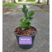 ราคา ต้นไม้มงคลต้นมหาเฮงหรือหีบไม้งาม จำนวน 1 ต้น/กระถาง (4261205032)