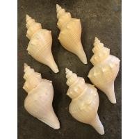 ราคา เปลือกหอยสังข์เหลือง เปลือกหอยธรรมชาติไม่ย้อมสี มีสีเหลืองนวล (6794986938)