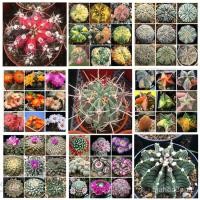 ราคา เมล็ด100% อวบ,สต็อกในประเทศไทย, แคคตัสหอม Qianya, เมล็ดบอนไซ, เมล็ดแคคตัสผสม, พืชอวบน้ำหายาก, เมล็ดดอกไม้, คอร์ก, แคคตัส (19323399599)