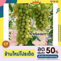 ราคา ต้นองุ่นพันธุ์ไวท์มะระกา พันธุ์ดั้งเดิม ปลูกง่าย หวานกรอบ มีเมล็ดลูกยาว ปลูกได้ทุกสภาพพื้นที่ (19030848425)