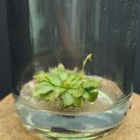 ราคา Drosera venusta พืชกินแมลง หยาดน้ำค้าง ไม้เนื้อเยื่อ (25479078024)