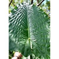 ราคา Alocasia macrorrhizos บอนกระดาดยักษ์ บอนยักษ์ ต้นกระดาด ต้นบอน (56652766927)