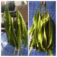 ราคา สะตอ สะตอสด สะตอฝัก ฝักละ13บาทเม็ดใหญ่ ฝักยาว (11707812373)