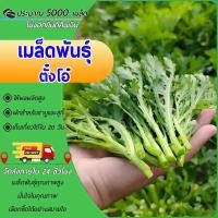 ราคา 5000 เมล็ดเมล็ดพันธุ์ตั๋งโอ๋ เมล็ดตั๋งโอ๋ตั้งโอญี่ปุ่น เมล็ดพันธุ์ผัก ผักออร์แกนิก (26032290565)
