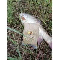 ราคา รำบ่มหัวตาลตกปลานิล(ทีมงานราชาไซง่อน) (54556293844)