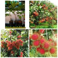 ราคา (1ต้น)(ขาย ต้นพันธุ์) ต้น เงาะโรงเรียนนาสาร ต้นเงาะโรงเรียน ต้นเงาะ โรงเรียน เงาะ kanokwan (10517356581)