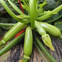ราคา ปลูกง่าย เมล็ดพันธุ์ ซูกินี ประมาณ 8เมล็ด Zucchini Squash Seed Bottle Gourd Vegetable Seed เมล็ดซูกินี เมล็ดน้ำเต้า เมล็ (47602105587)
