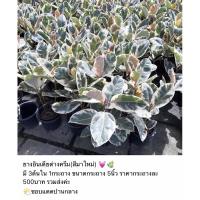 ราคา ยางอินเดียด่างครีม สีมาใหม่ (11306485545)