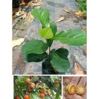 ราคา ต้นตะโกนาไม้หายากประโยชน์เยอะต้นพันธุ์สูง 10-15 เซนติเมตร (23601028424)