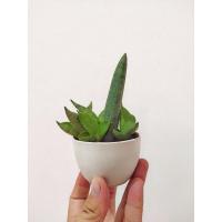 ราคา ว่านงาช้าง ว่านงาช้าง ไม้ฟอกอากาศ (8201784887)