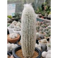 ราคา กระบองเพชรผู้เฒ่าแอสโพสทัว สูง 15 Cm. หรือคนแก่ (Old man cactus) หรือ เอสโพทัว (Espostoa lanata) จัดส่งทั้งกระถาง (9148615601)