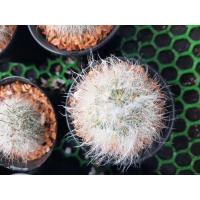 ราคา แมมขนแกะ ผสม ดอกชมพู แม่เป็นแกะขนเลยฟูมากๆ มีของพร้อมส่งจ้า (10210173121)