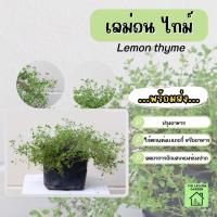 ราคา ต้นเลมอนไทม์/เลมอนไทม์/Lemon Thyme ถูกที่สุดในShopee! ค่าส่งเริ่มต้นที่ 35 บาท! (7257832021)