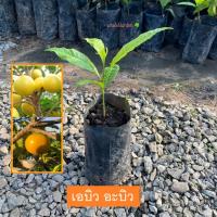 ราคา ต้นอะบิว เอบิว Yellow Star Apple (Abiu) อะบิว ไม้ผลแปลก เนื้อคล้ายเยลลี่ รสชาติหวาน (รับประกันสินค้า) (24716211880)