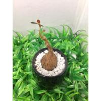 ราคา ต้นมะยมเงินมะยมทอง+ส่งพร้อมกระถาง (4146859045)