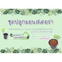 ราคา เมล็ดมอนสเตอร่า ชุดปลูกมอนสเตอร่า รอบแรกหมดแล้ว (รอเมล็ดรอบ 2 ค่ะ) (4961640802)