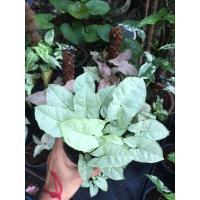 ราคา ออมแคระ ออมเงิน ออมนาค ออมคริสต์มาส ออมทอง (16906419319)