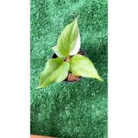 ราคา โชคเก้าชั้นด่างชมพู โชคเก้าชั้นด่าง ต้นโชคเก้าชั้น (18585618687)