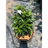 ราคา ต้นพุดศุภโชค ดอกสวยไม้มงคล (45507833510)