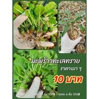 ราคา มะพร้าวทะเลทรายราคาถูกคุ้ม ๆ นำไปเลี้ยงขายได้ มะพร้าวทะเลทราย มะพร้าวทะเลทรายใบหยัก พร้อมส่ง (13009291969)