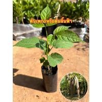 ราคา ต้นเพกาหรือต้นลิ้นฟ้า พันธุ์เตี้ย (26251199802)