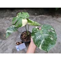 ราคา มอนสเตอร่าไทคอน ไทคอน มอนสเตอร่าไทคอนด่าง (10120108526)