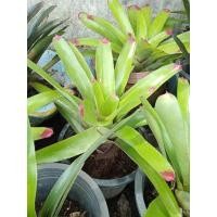 ราคา ลดล้างสต็อค สับปะรดสี เส้นกลางกอ20-40cmไซส์ใหญ่(ถอนล้างราก) ไม้มงคล ต้นสับปะรดสี สับปะรดสียักษ์ดำ สับปะรดสีนีโอซันคิง (22239484324)